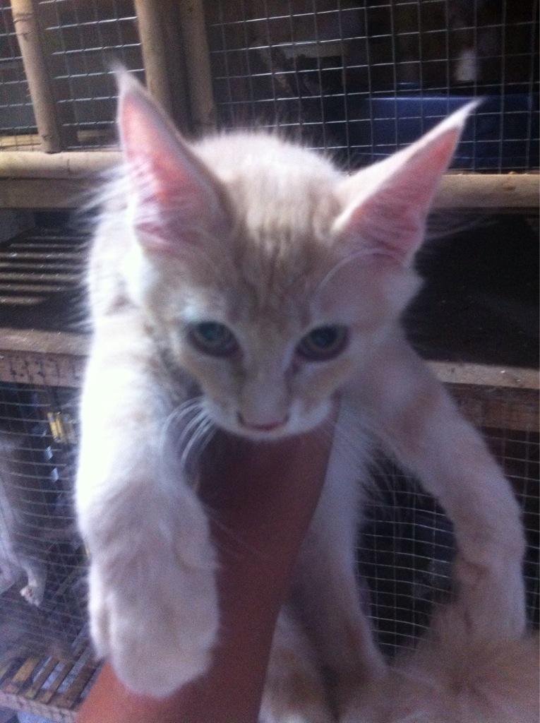 Aldi Yusuf On Twitter Jual Kucing Maine Coon Asli Umur