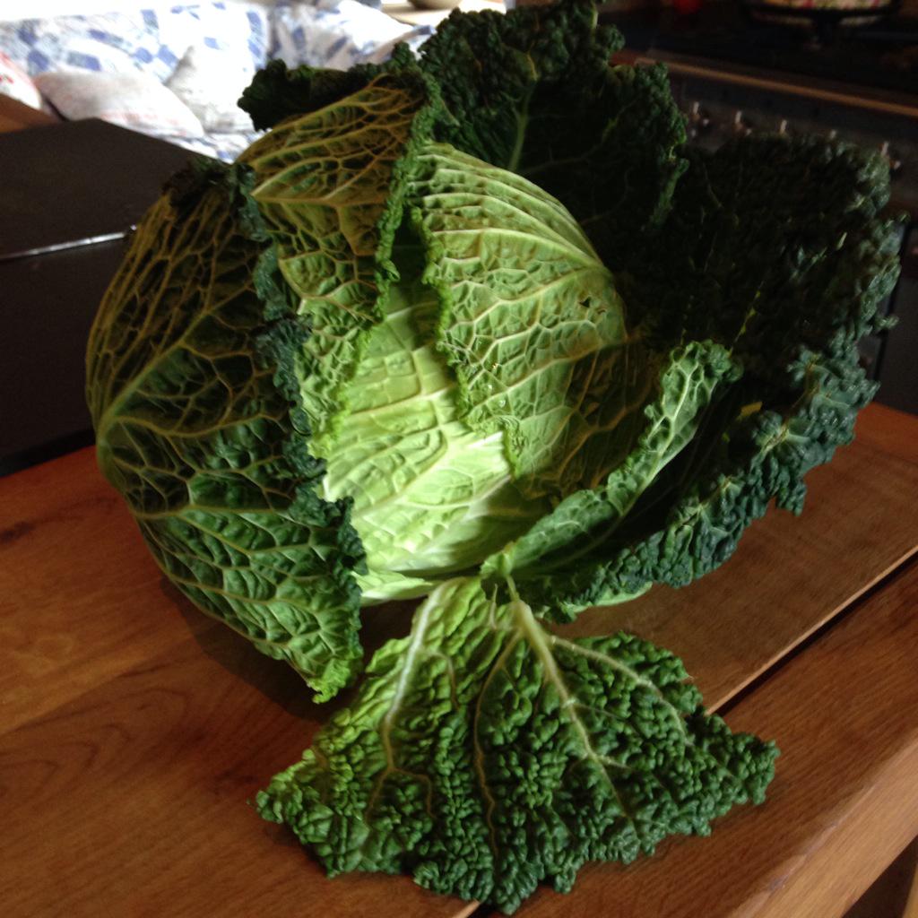vahough's tweet photo. Saw this &amp; thought of you @HelenMcNich #BiggestCabbageEver http://t.co/xXuPKGvbzt