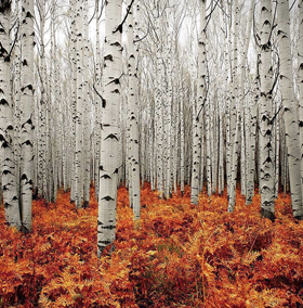 RaymunnLtd's tweet photo. SILVER greys and rustsβ¦steal nature's palette with
#eicΓ³ #paint in #MistyGray #MidnightSun #CranberryCocktail http://t.co/3uucnL4Aej
