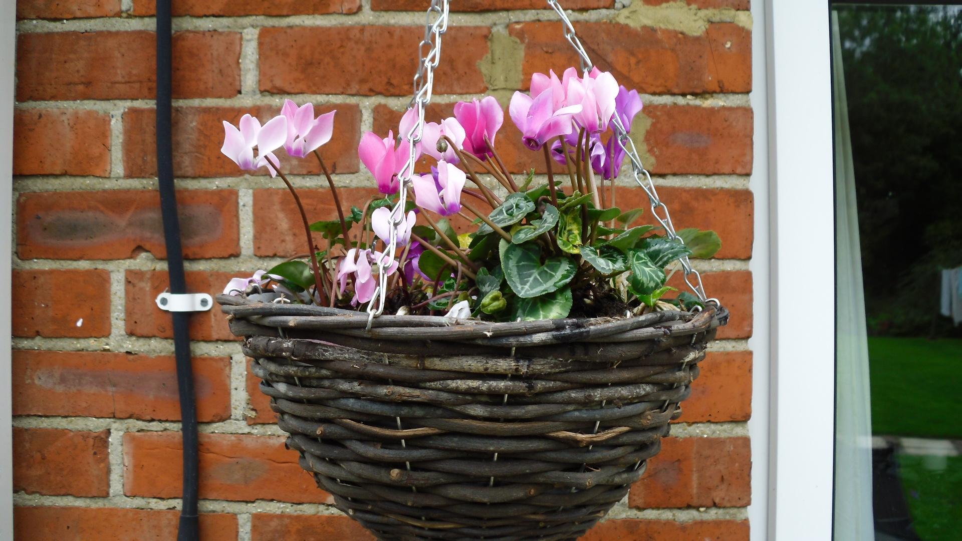 Hanging baskets morrisons deals