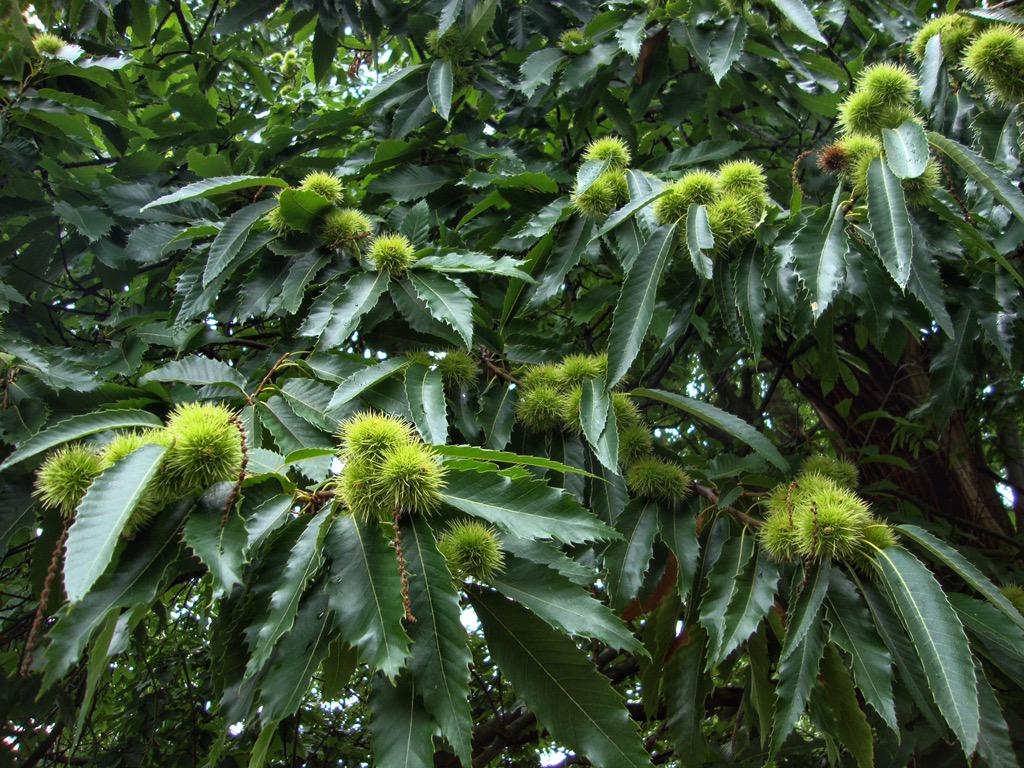 Ipaintatnight's tweet image. Wonderful sight of #SweetChestnut fruit in abundance on #Chestnuttrees in local #park. #Autumn&apos;s not far off!