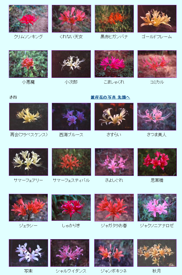 えどっち Mhr始めます 彼岸花の季節なので布教 彼岸花 曼珠沙華 リコリス は品種が１００種類以上あるので興味のある方はぜひリコリス沼へようこそ 球根売られてるものもあるよ 彼岸花 リコリス の写真 画像 Http T Co U1nu2rx4c7 Http