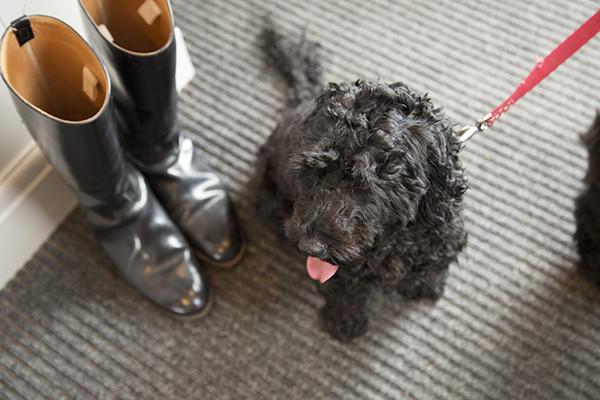 We have some great local #walks around #NunMonkton, pop in for a well deserved drink afterwards. We're #dogfriendly