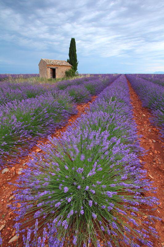 First Lights in Valensole, Provence by Silvia y Juan Siju