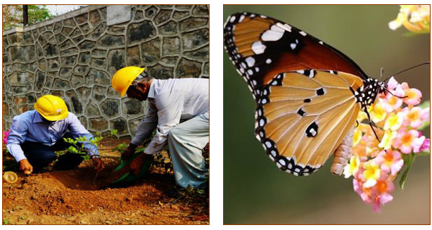 TataPower's tweet photo. Butterfly garden at Trombay to enrich biodiversity around company premises http://t.co/rwW4WbevgI http://t.co/CymcGacIRe