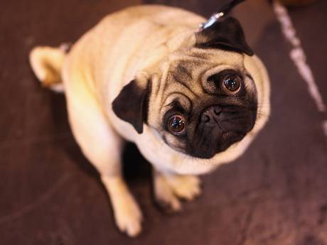 Independent's tweet image. 20 words that you're probably using wrong ind.pn/1humMNi