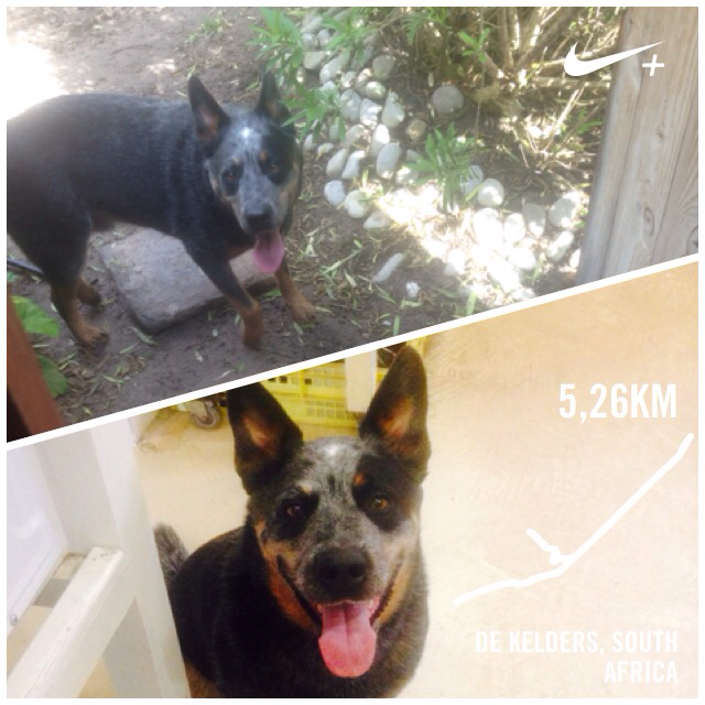 Tryingthetri's tweet photo. After 4days of no runs someone was happy to be out ! I just ran 5,26 km with Nike+. #nikeplus http://t.co/tRqAJzhWH0