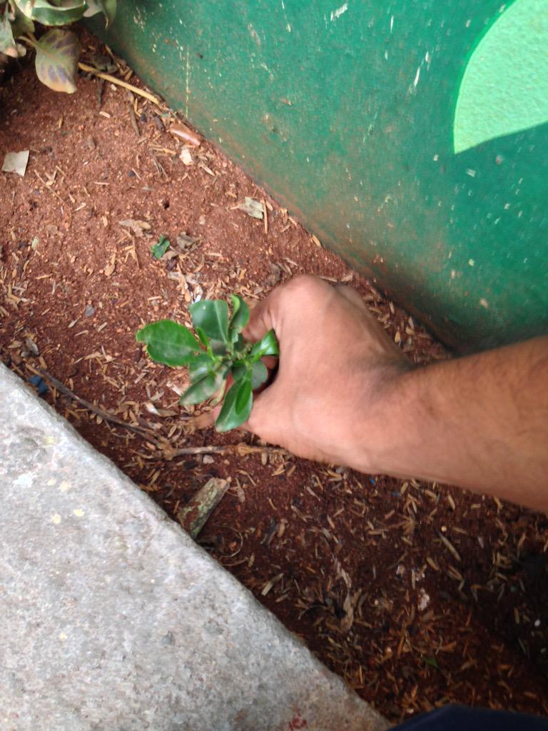 JanaSenaOnline's tweet photo. For #Powerstar #PlantForPawan #HappyBirthDayPawanKalyan @renuudesai http://t.co/eIrvxFpLuv
