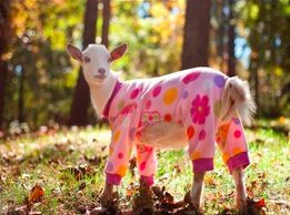 Friday! Pajama Party at Sedgwick County Zoo ow.ly/R4cZ2