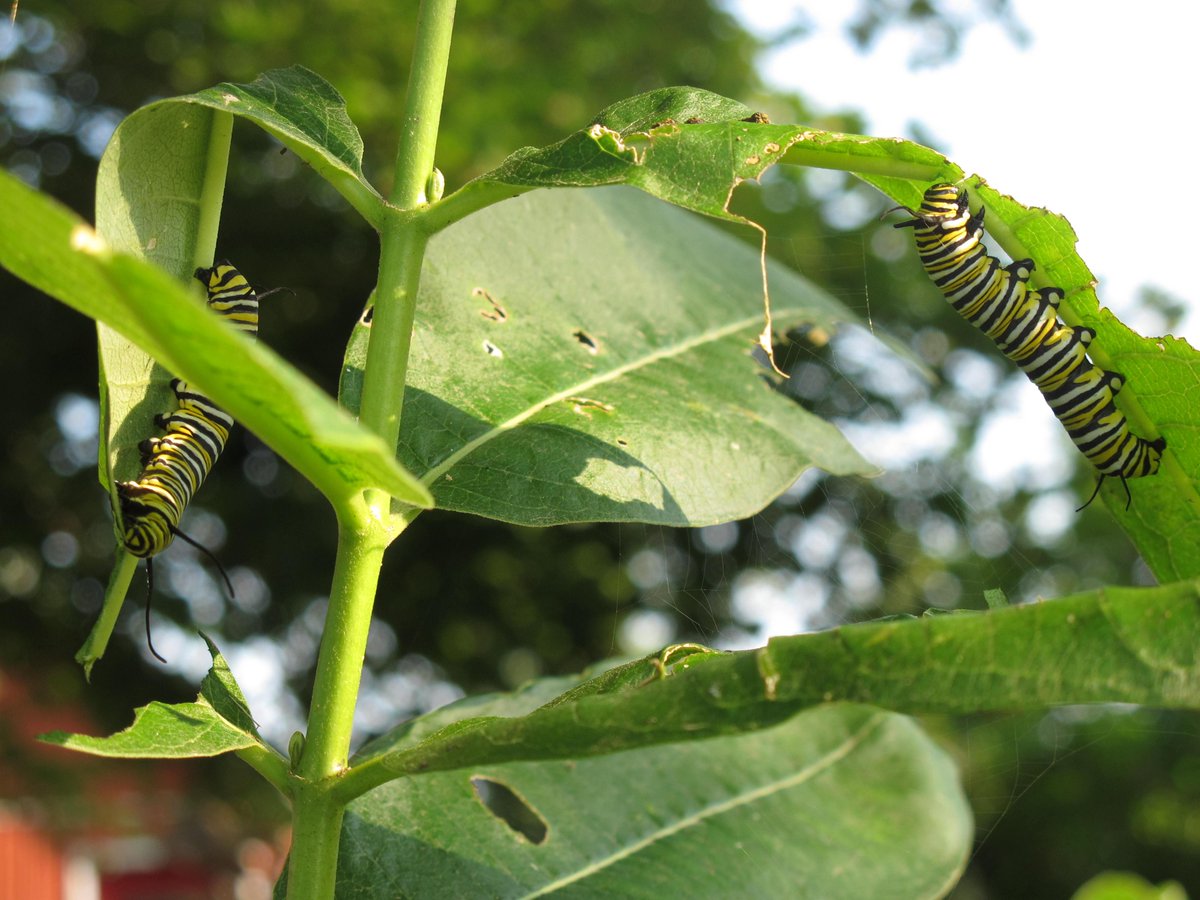 Breakfast for the Monarch Butterfly caterpillars.
This is why you leave milkweed in the garden.