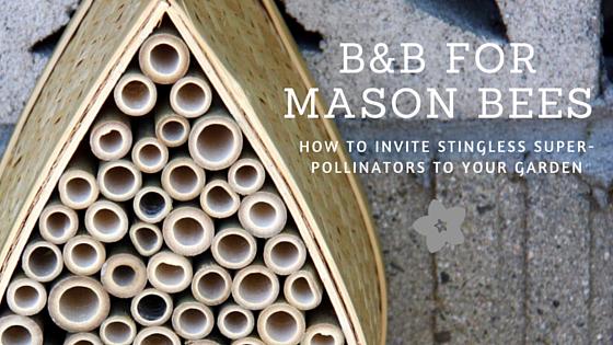 foe_us's tweet photo. B&B for the Bees! | http://t.co/Qm06X4eCRa #BeeBold #BeeAction (via @LavendeLemonade) http://t.co/2zVxqiIeuN