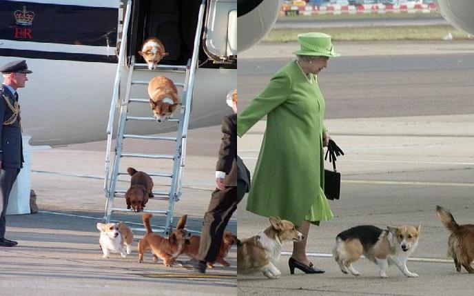 カラサワ イギリス版お犬様 エリザベス女王のコーギー犬好きは有名で ブリーダーの資格も持ち 公務にまで連れていくそうな Whatfathachi 女王様んちのワンコの飛行機のタラップを乗り降りする姿がかわいくて悶絶 Http T Co Jb2lmaxzfl Twitter