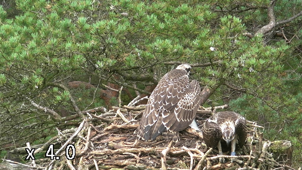 Still here! All three chicks spotted this morning looking strong and healthy #ospreys