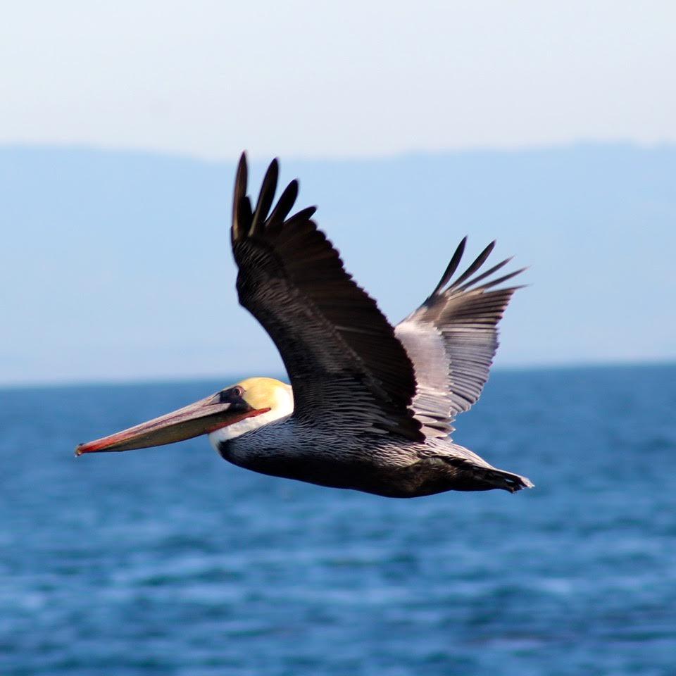 New blog on the amazing #BrownPelicans: bit.ly/1EwG6o3 #BigBlueLive