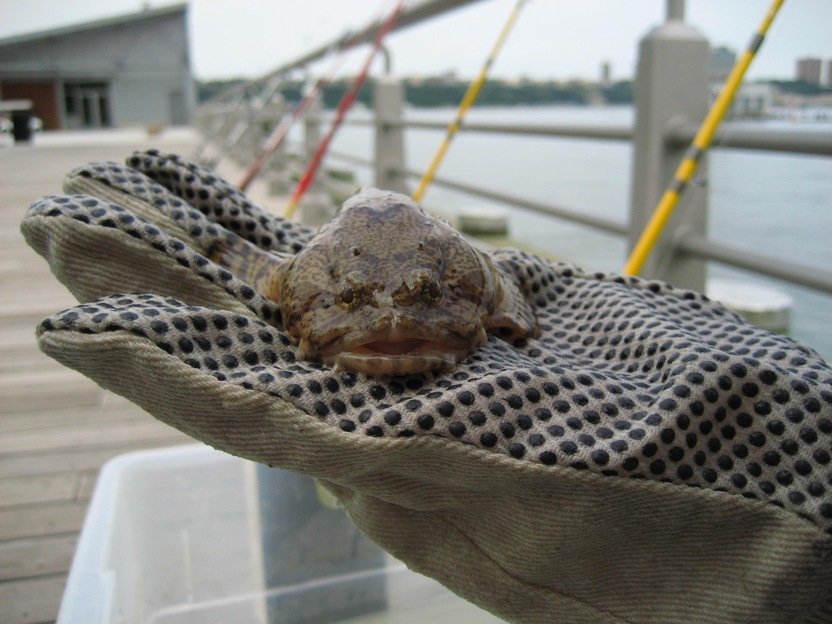 Hudson River Park on X: Happy #NationalWildlifeDay! We're home to NYC's  only estuarine sanctuary, which is where these oyster toad fish live.   / X