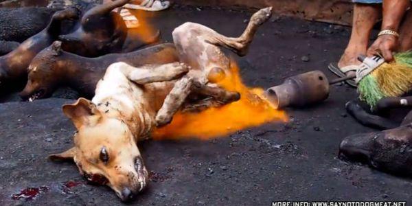 shashikaanth87's tweet image. #StopKillingAnimals  #BecomeVegan