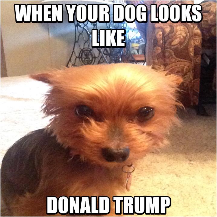 CCBackseat's tweet photo. This dog look more like Donald Trump than Donald Trump @realDonaldTrump http://t.co/sEYFmpITvX