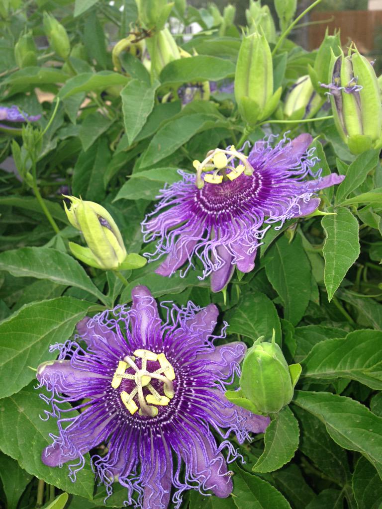 estyf21's tweet image. Mom has beauti garden