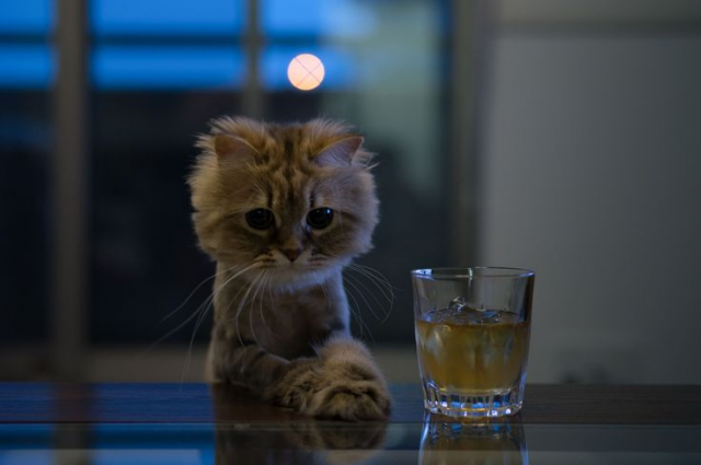 All the cool cats drink whiskey.