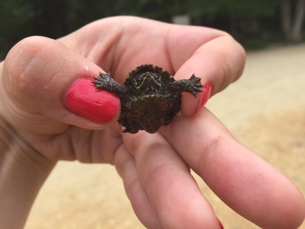 KuppertSarah's tweet photo. Another contestant for the #CuteOff. Baby Stinkpot http://t.co/QQFPfh6SfU