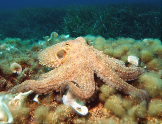 SnackableSci's tweet image. NEW GUEST POST - The fantastic Sam Fraser discusses octopus intelligence in his latest article snackablescience.com/2015/09/01/gen…