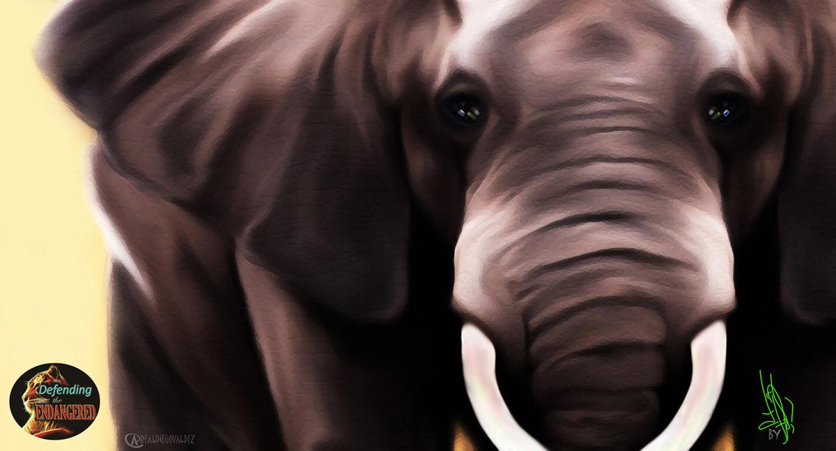 REALDIEGOVALDEZ's tweet image. We can Help 2 Stop the slaughter of Elephants #JoinDTE gofundme.com/dteprotect JonMack #ArtDiegoValdez