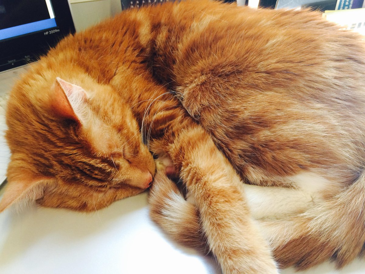 CatDepot's tweet image. "Better take a nap before the Cat's Pajamas Party!" #ShowThemTheLove #GivingChallenge15 catdepot.org/events/the-cat…