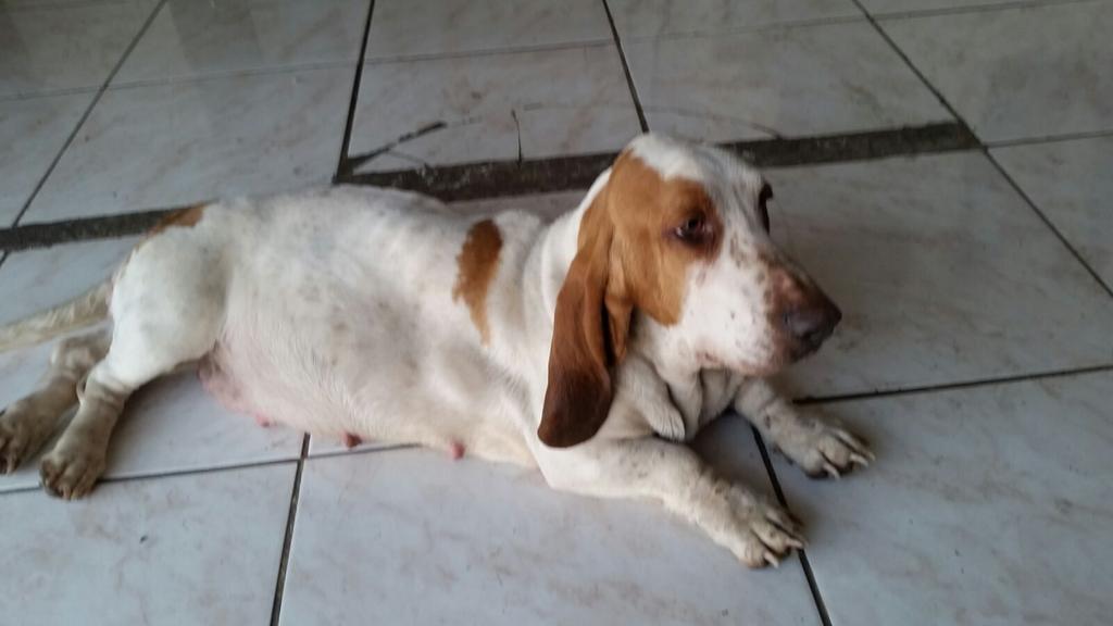 bartorell's tweet photo. Hoy botaron a perrita en Pedro A.Cerda la llevamos al Vet tiene aprox 4 años y al parecer esta preñada, le harán ecog http://t.co/c3Mv2nm2D3