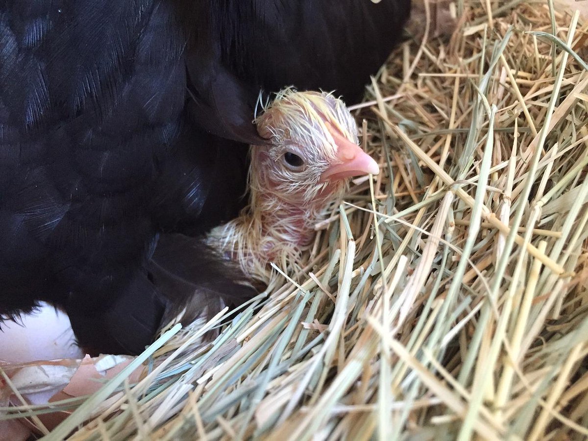 peta's tweet photo. While sitting on their eggs, mothers cluck softly to chicks who chirp from inside their shells. #NationalChickenMonth http://t.co/nKcpA0qyAA