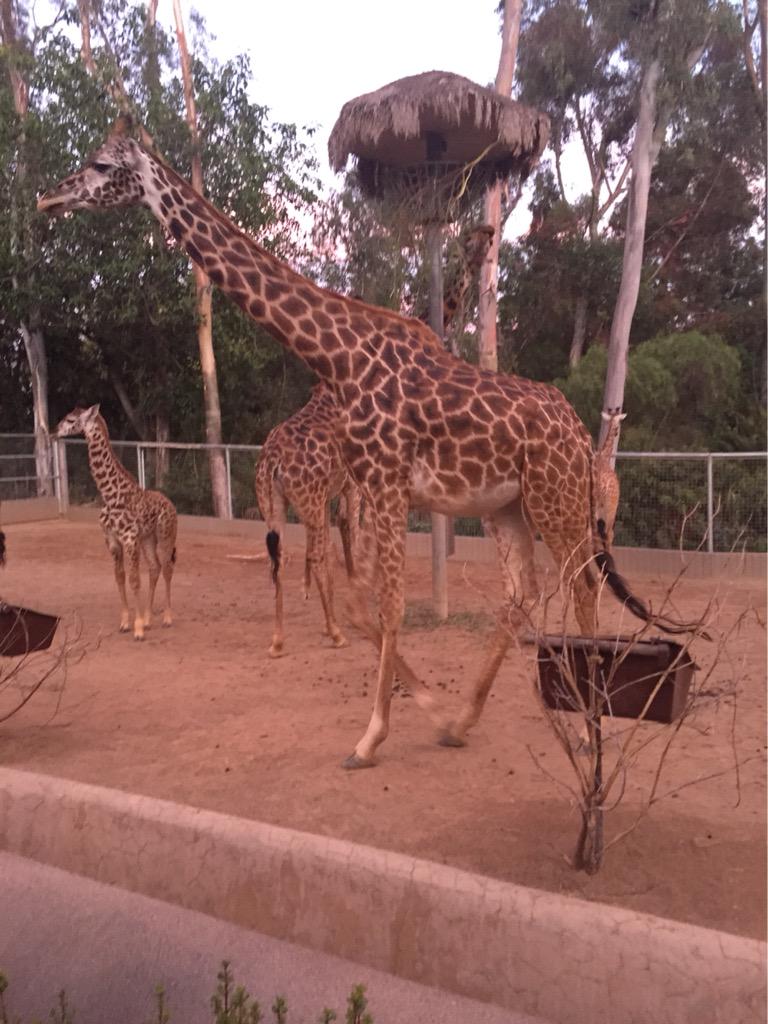 socalgolfblog's tweet photo. Finally got my intro. to the @sandiegozoo @visitsandiego #zoo #sandiego @ExperienceSD #giraffes #hippos #ohmy http://t.co/oK1hR98h73