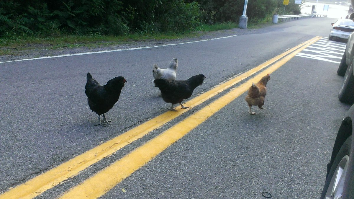 fitzroyfastball's tweet photo. Big line up to get on the ferry for the #GOFL game in Quyon tonight #randomchickens http://t.co/DGHEGAPAc3