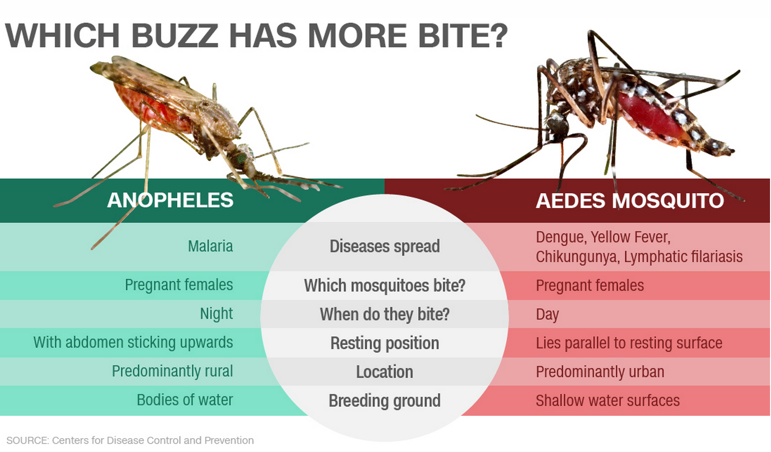 Dengue Mosquito Vs Normal Mosquito