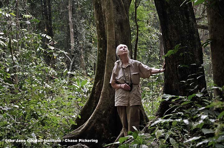 JaneGoodallInst's tweet photo. Dr. #JaneGoodall shares her prayer for the #environment in celebration of @Pontifex. http://t.co/CYE5NPMTwI http://t.co/NDRhmgYY64