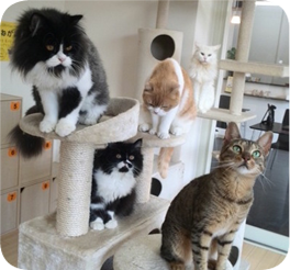 太宰府女子旅 Umejoshicycle Twitter