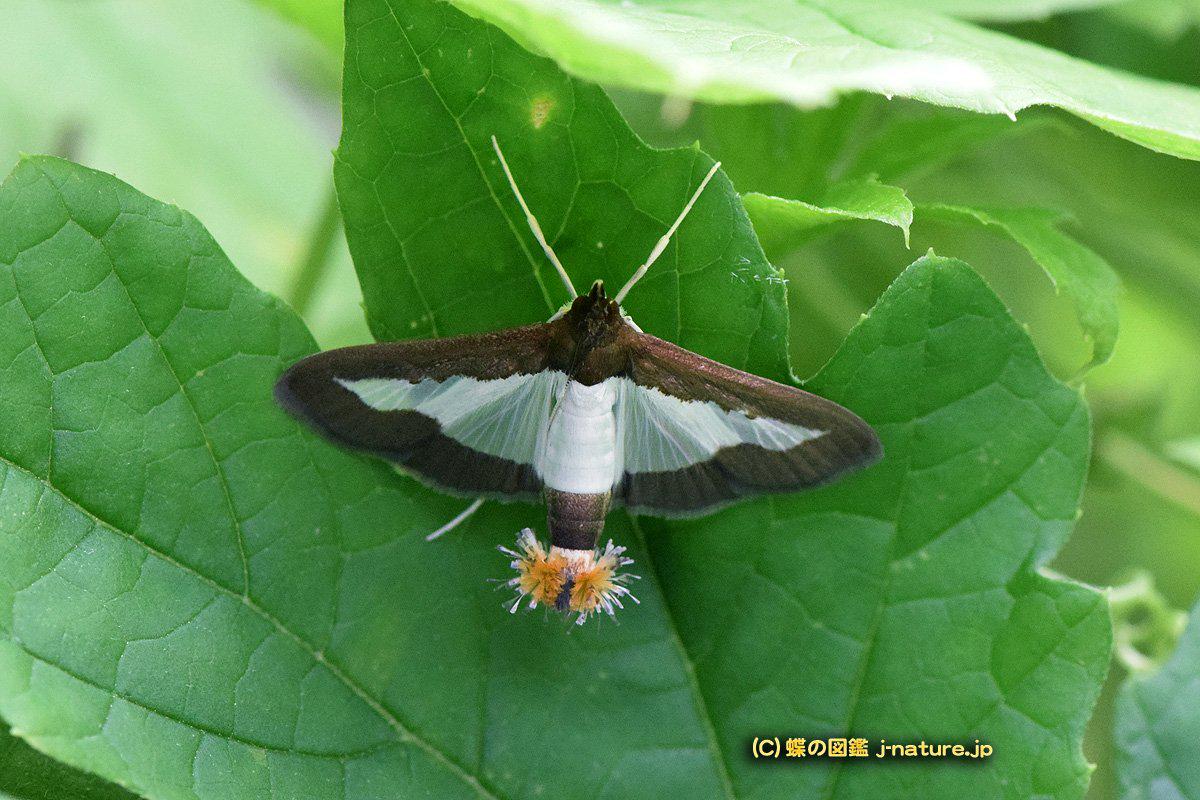 蝶の図鑑 J Nature Jp 私の一番嫌いなガは ウリノメイガ 成虫はお尻のフリフリがかわいいのですが 幼虫は ゴーヤー等の害虫 葉を食べるだけなら許せるが茎に入り込んで枯らしたり 実の中にまで入り込んでいるのが許せない Http T Co