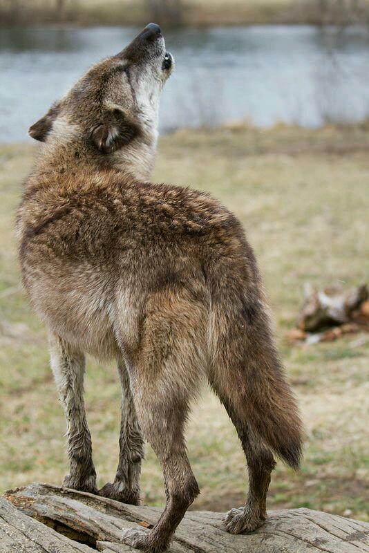 nkDarkDrgmailc1's tweet photo. @wolfactivist 
#Standforwolvestogether #KeepWolvesListed
#WolvesWednesday #Protectendangeredspecies http://t.co/3gpwHV44B6