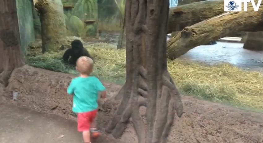 El_Universal_Mx's tweet image. #Video Niño juega a las escondidas con gorila Kamoli en zoológico de #Ohio ¿Qué te parece? bit.ly/1JwvhPt