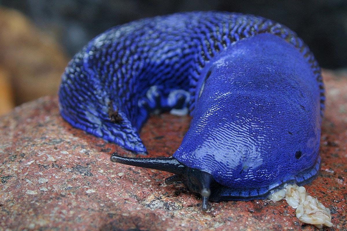 Синяя улитка. Карпатский голубой СЛИЗНЯК. Брюхоногие моллюски слизни. Брюхоногие моллюск СЛИЗНЯК. Брюхоногие моллюски СЛИЗЕНЬ голубой.