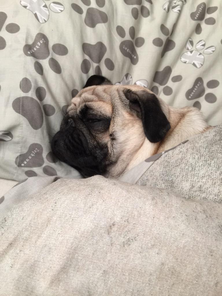 dougthepuguk's tweet image. Nope can&apos;t be time to get up xXx 😃🐶🐾🐕 #pug #pugs #puglet #snugasapug