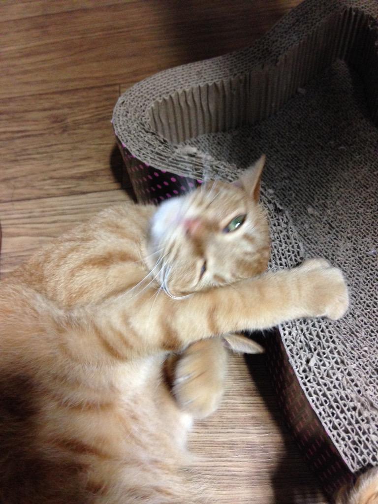 냥집사 3년차엔 사진찍기도 힘들구먼 ...........