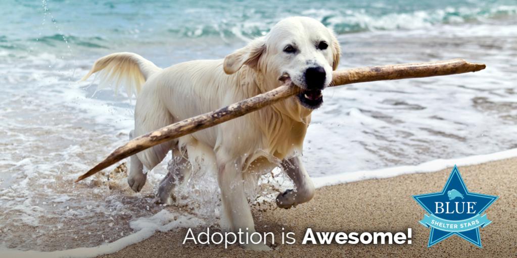 bluebuffalo's tweet image. Adopted animals make the best friends. Show off your rescue at BLUE Shelter Stars! bit.ly/1hzjR61
