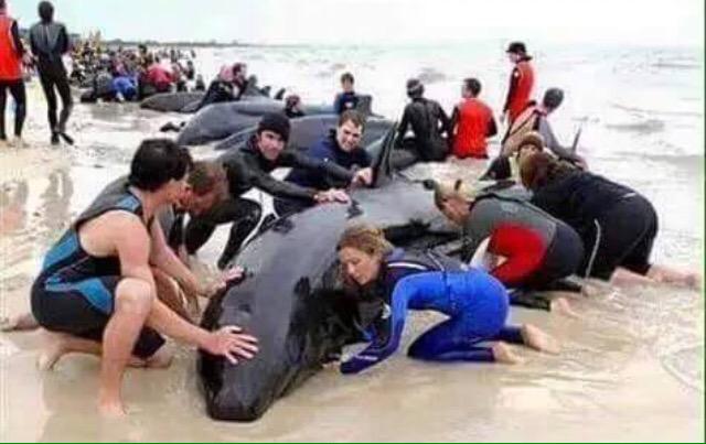 Почему не спасли человека. Волонтеры спасают животных. Спасение животных людьми. Спасение морских животных людьми.