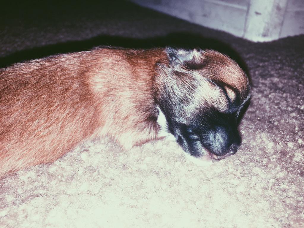 Can't wait for you to open your eyes  and see the world little fella😍🐶❤️