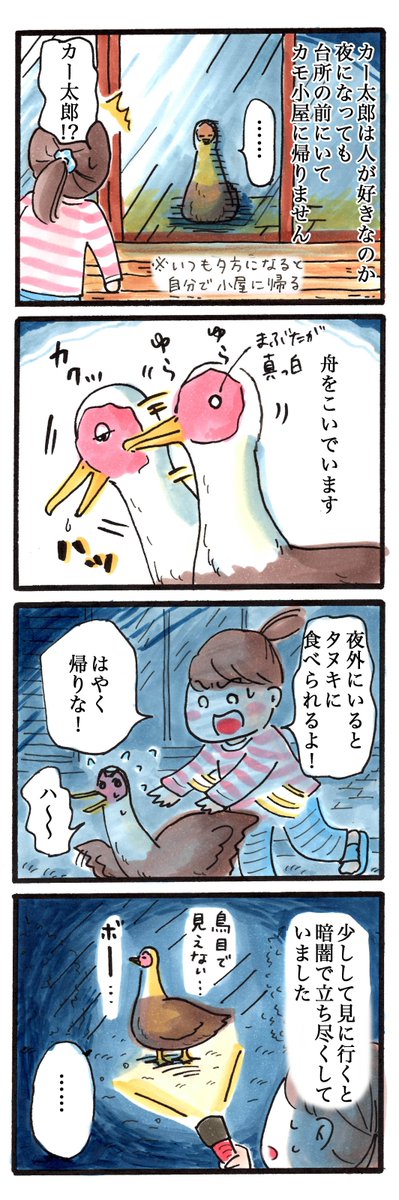 動物4コマ日記#14「カー太郎(2)」#鳥 #4コマ 