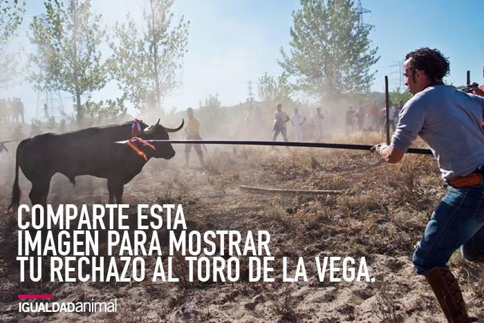 #IMPORTANTE Sáb.12 de septiembre a las17h en Sol por el fin del #ToroDeLaVega manifestación de <a href="/PartidoPACMA/">PACMA</a> ¡RT!