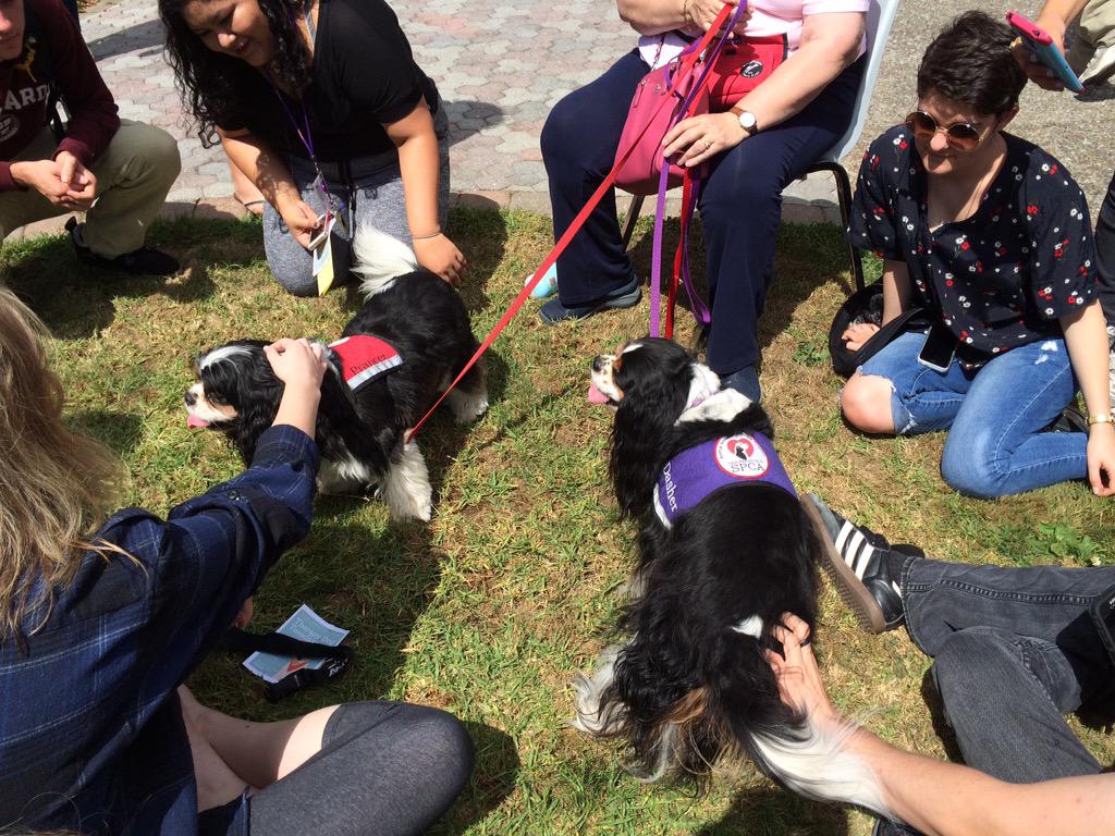SFStateMBA's tweet image. Cuddles! RT @SFStateResLife All that stress melts away. Come on by to the rooftop of Student Health Services! #SFSU