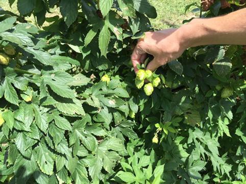 bullcitycidery's tweet image. Big THANKS to @cardinalpine for the beautiful HOPS! Coming up next...Local Harvest #2 (wet hopped cider) #ciderlife