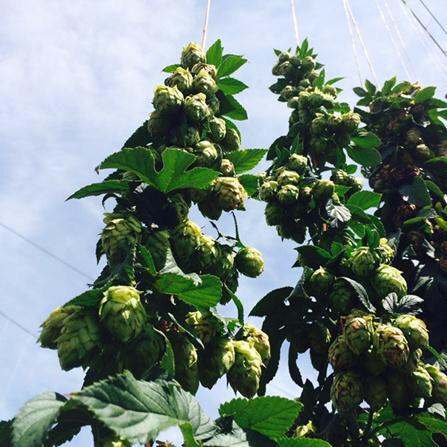 bullcitycidery's tweet image. Big THANKS to @cardinalpine for the beautiful HOPS! Coming up next...Local Harvest #2 (wet hopped cider) #ciderlife