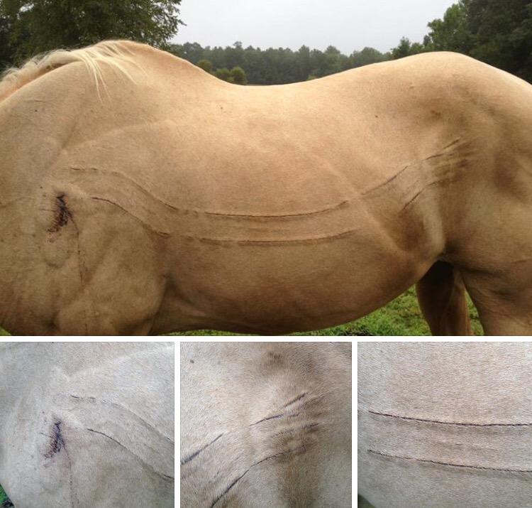 This happened to a horse near #hollyshelter this past weekend. #bigcat @pendercountync #wherethewildthingsare