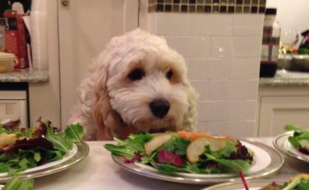 BarkPost's tweet image. 10 Dog-Friendly Human Foods To Share With Your Furry Friend trib.al/AixK0LG